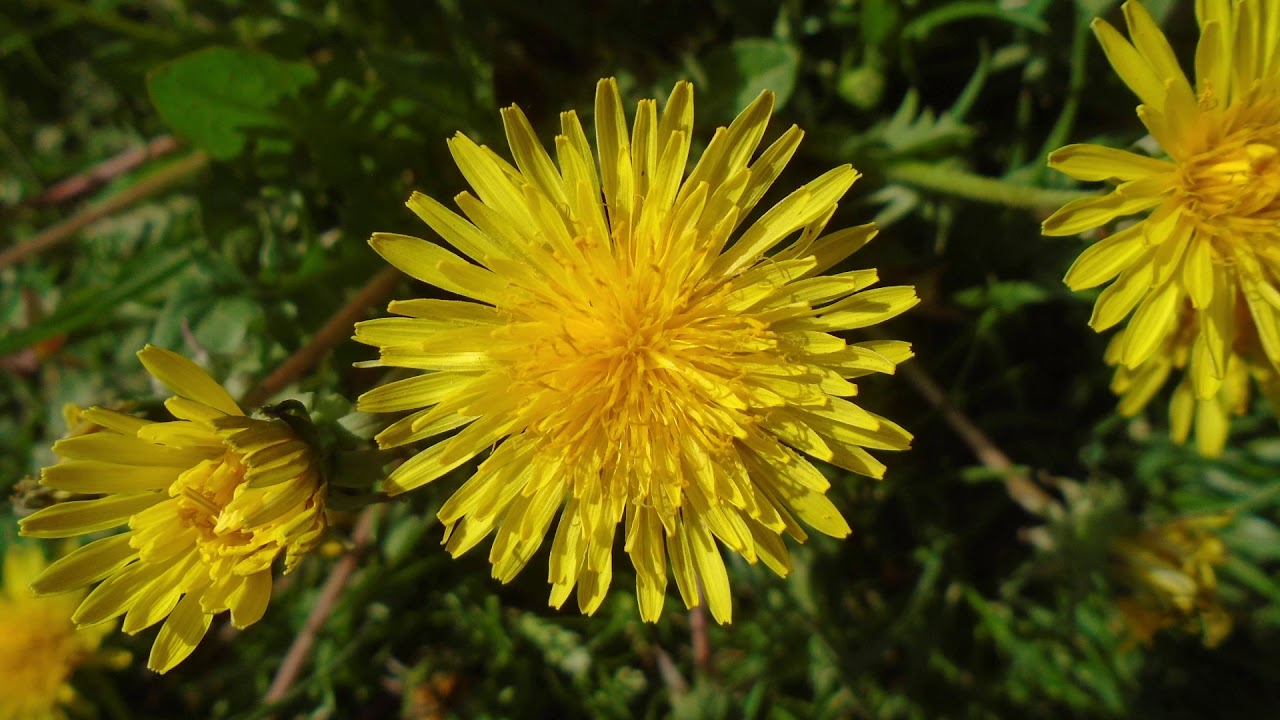 INĐIJA, SUNCE I OBLACI