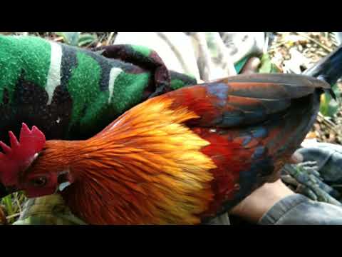 AYAM HUTAN CEPAT BERADAPTASI / cara menjinakkan ayam hutan