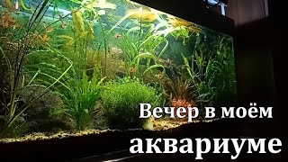 Мой аквариум. Вечер. Акантофтальмусы, креветки амано, неокардины и другие...