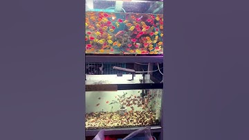 Cá cánh buồm và xê can short đẹp #cacanh #cácảnh #cadep #cáđẹp