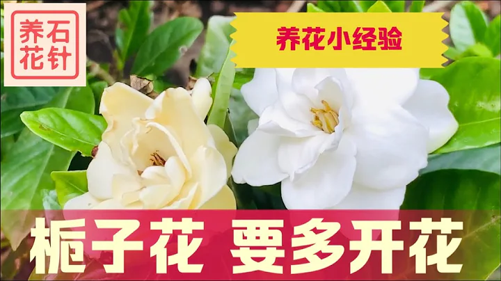 栀子花 - 恢复元气，花苞累累 - 分享养护经验，对新买的花的一些建议 - Gardenia - 天天要闻