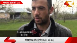 Susani Simvolize Eden Xari Bulbul Qaxda