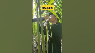 Nipa Palm In the mangrove forest #shorts #viral