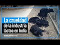 La CRUELDAD de la INDUSTRIA LÁCTEA en INDIA | IGUALDAD ANIMAL