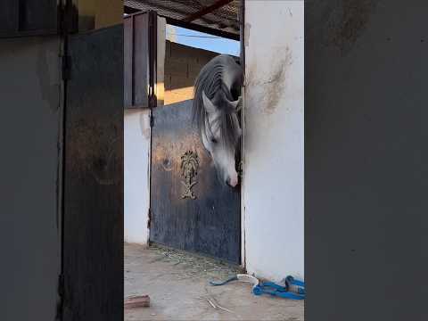  اعي خبره     30