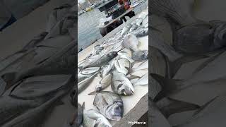Vente de poisson sur le vieux port de Marseille