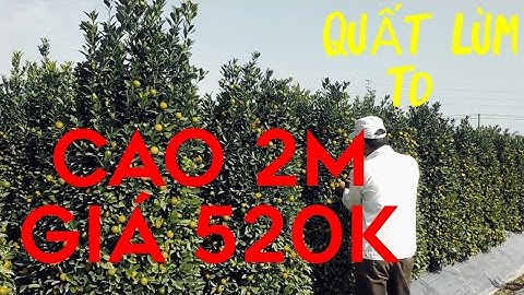 quất lùm tết 2023 giá 520k cây to cao 2m