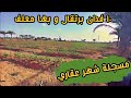 مزرعة ١٠ افدنة برتقال و بها معلف بالعاشر من رمضان بلبيس