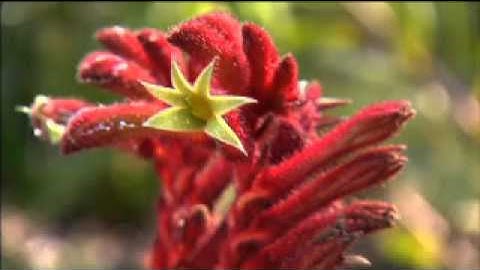 The Garden Gurus - Caring for native plants