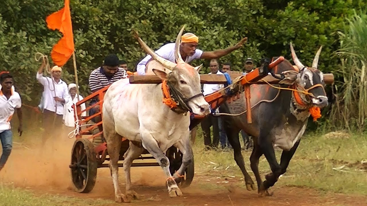 Powerful Belgaum bulls running in Vaghwade bullock cart race YouTube
