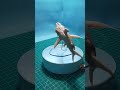 hybrid shark diorama