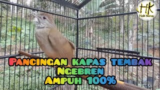 Pancingan katem ngebren mbeset. pasti ampuh
