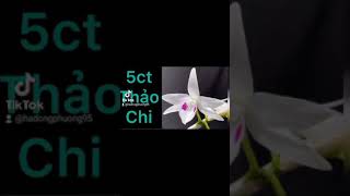 các mặt hoa lan 5ct và hồng có giá trị tiền tỉ đang làm mưa làm gió trên thị trường hoa lan.