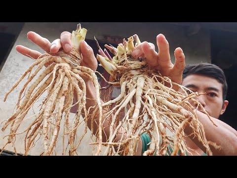 Video @IU MIEN SÂM ĐƯƠNG QUY CHO MỌI NHÀ - youtube