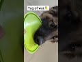 jacky aways win tug of war jackythegermanshepherd #germanshepherd #gsds #funnydog #mydogjack