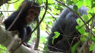 Baby Chimp clip 1 - Gombe National Park, Tanzania, May 2019
