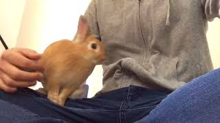 #38 くっ付いて離れないウサギが可愛すぎる件。
