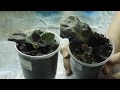 🌱Детка глоксинии с материнским листом ! Как быть дальше 🌱 How to grow gloxinia from a leaf