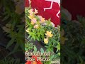 #Gazania #DogFlower #unique #viralshorts #uniqueflowers #colorful #flowers