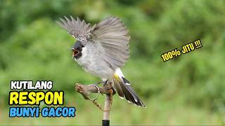 Suara Burung Kutilang Gacor Garuda Paling Ampuh Untuk Masteran Dan Pikat
