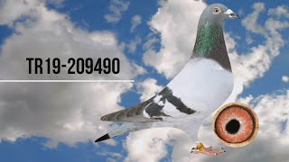 TR19-209490 VAN LOON - HOREMANS - JANSSEN - DELEUS