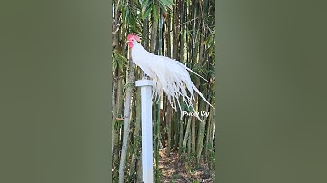 White Bantam Phoenix Qaib Dib Tw Ntev #reels #chicken #qaibdib #gamefowl #ayam #gallos #poultry