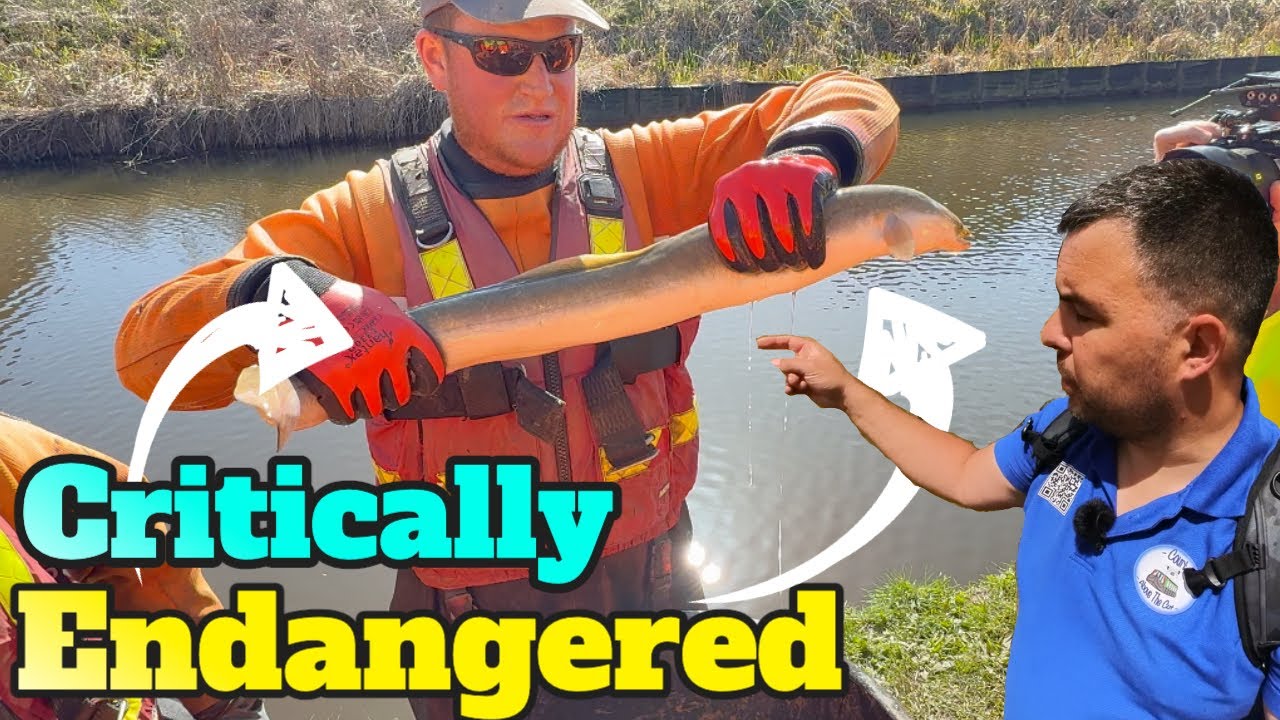 Whitchurch Canal Breach Fish Rescue - Saving an Endangered Species ...