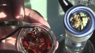 tokin daily: hashday! qwiso, bho, and solventless`