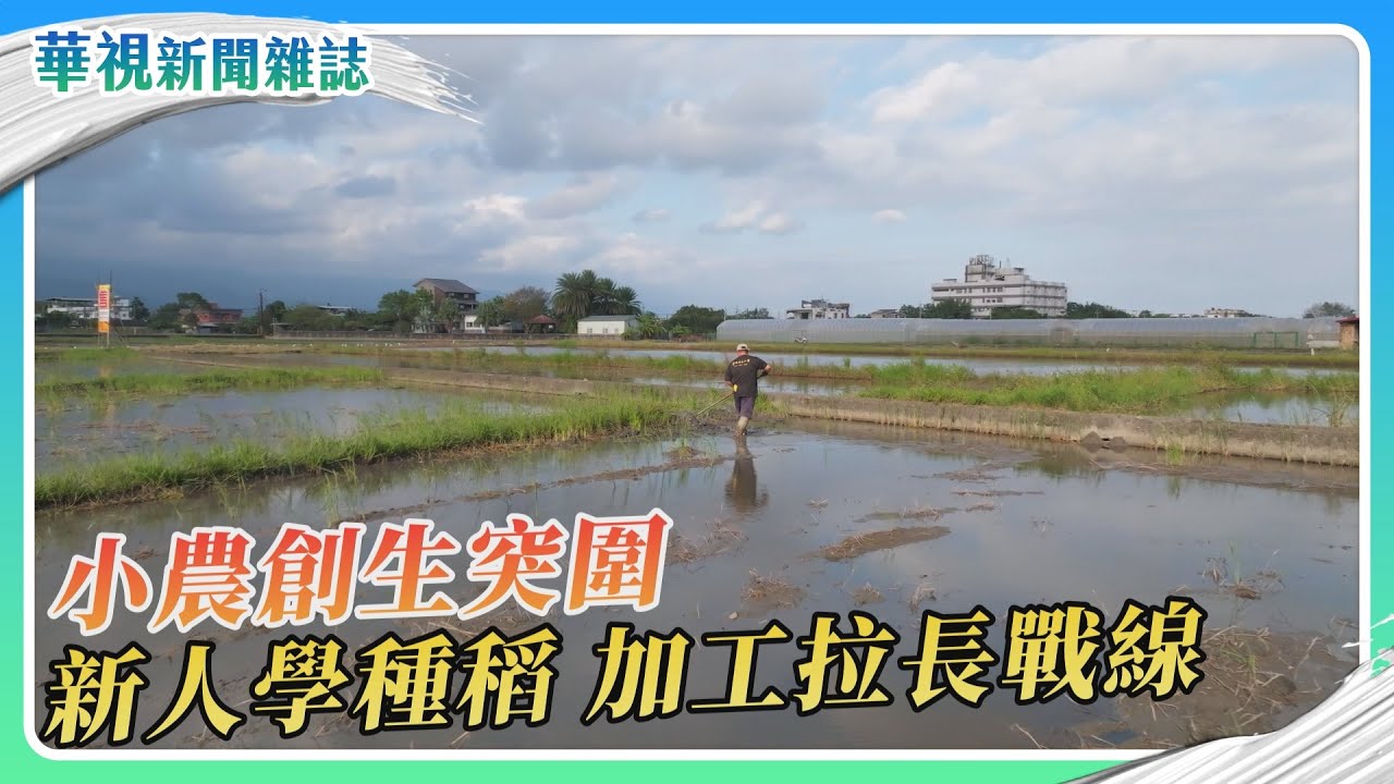 小農創生突圍 新人學種稻、加工拉長戰線｜記者 溫柔 盧松佑｜華視新聞雜誌｜EP2493單元2 2026.1.24