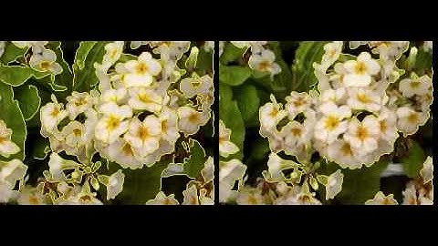 Edge Detection in Videos