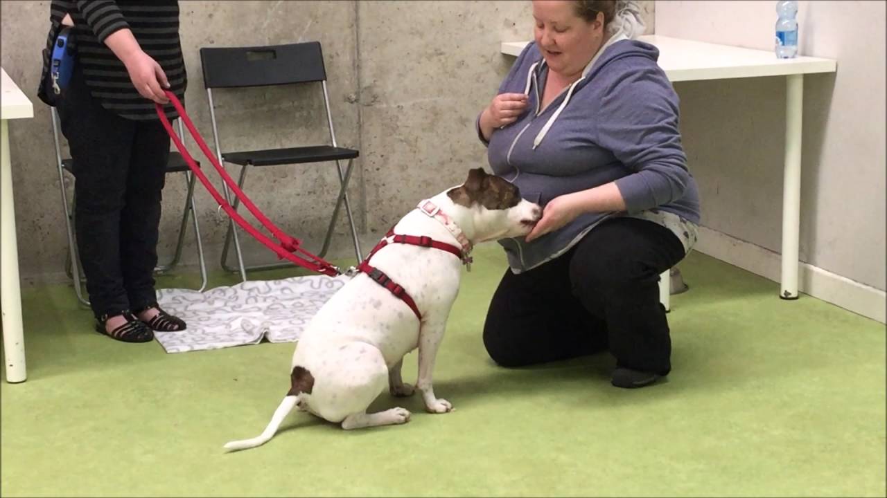 Top Training Tips collar grab = reward YouTube