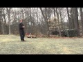 Dog Training High Point NC Patton Dog Training High Point NC Patton