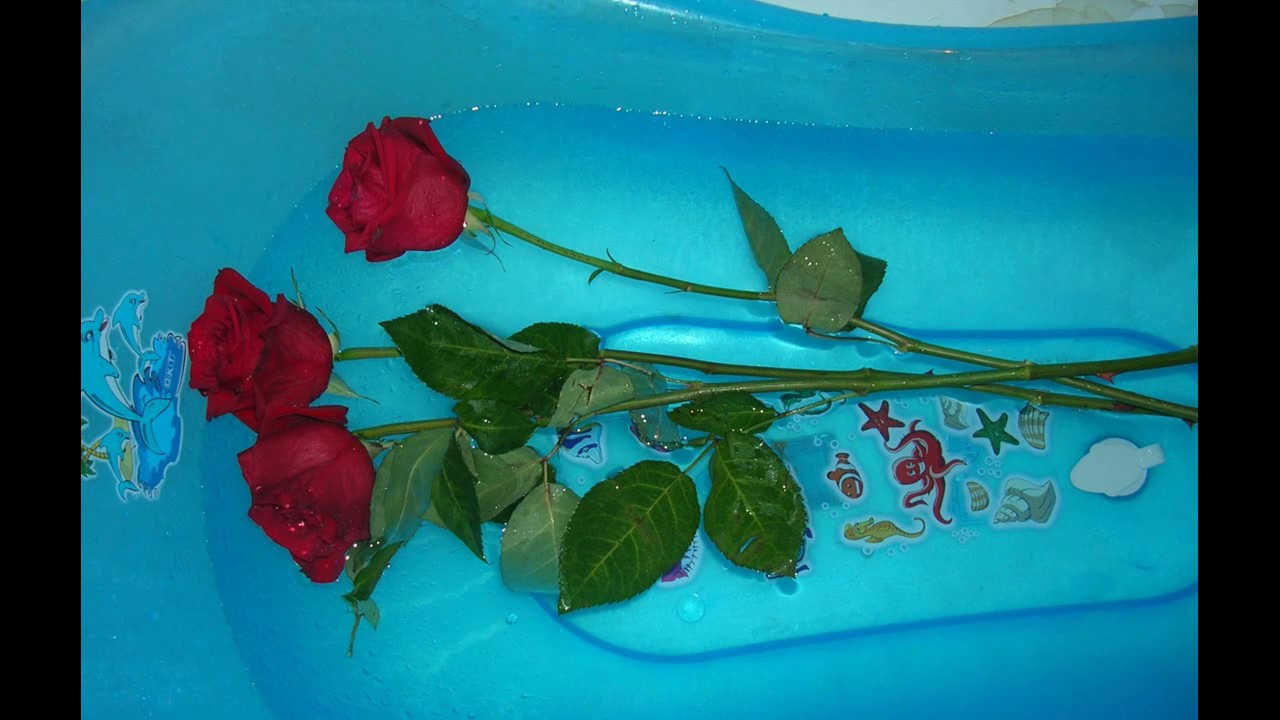 Вторая жизнь розам. Розы в холодную ванну. Розы в ванной с холодной водой. Оживляем розы в ванной. Розы в ванне с холодной водой.