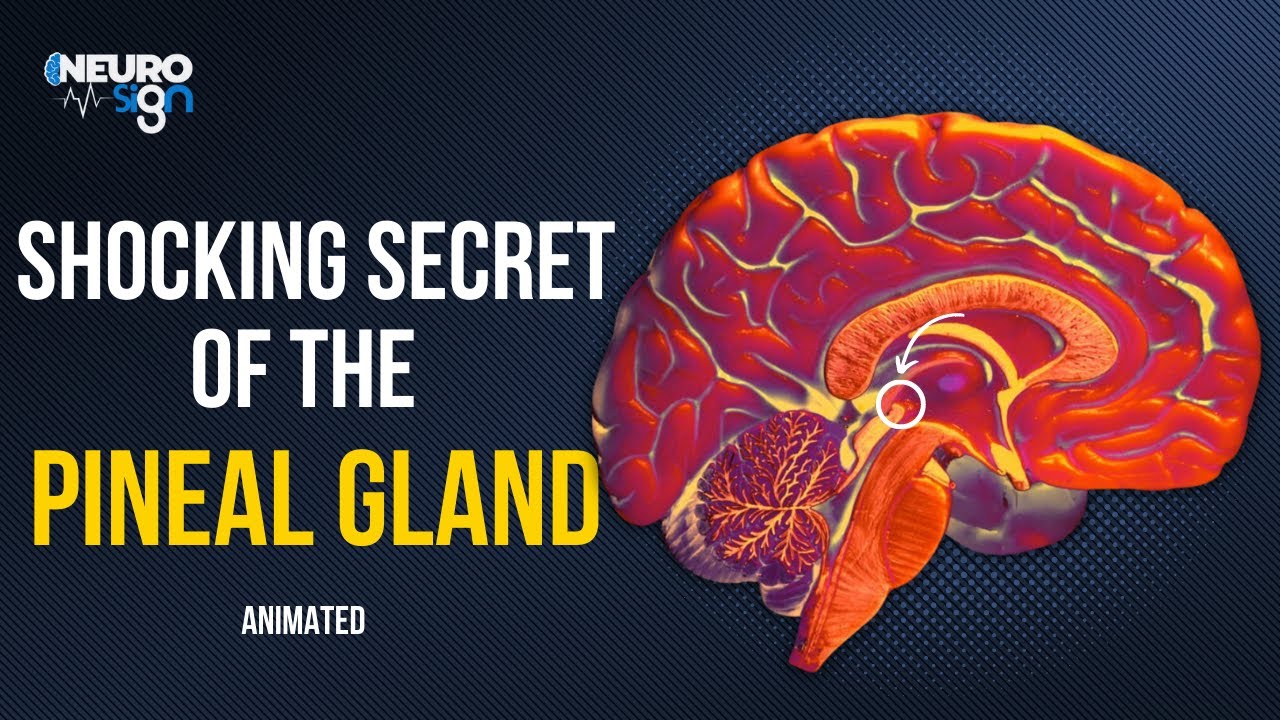 The Insane Secret Of The Pineal Gland - YouTube