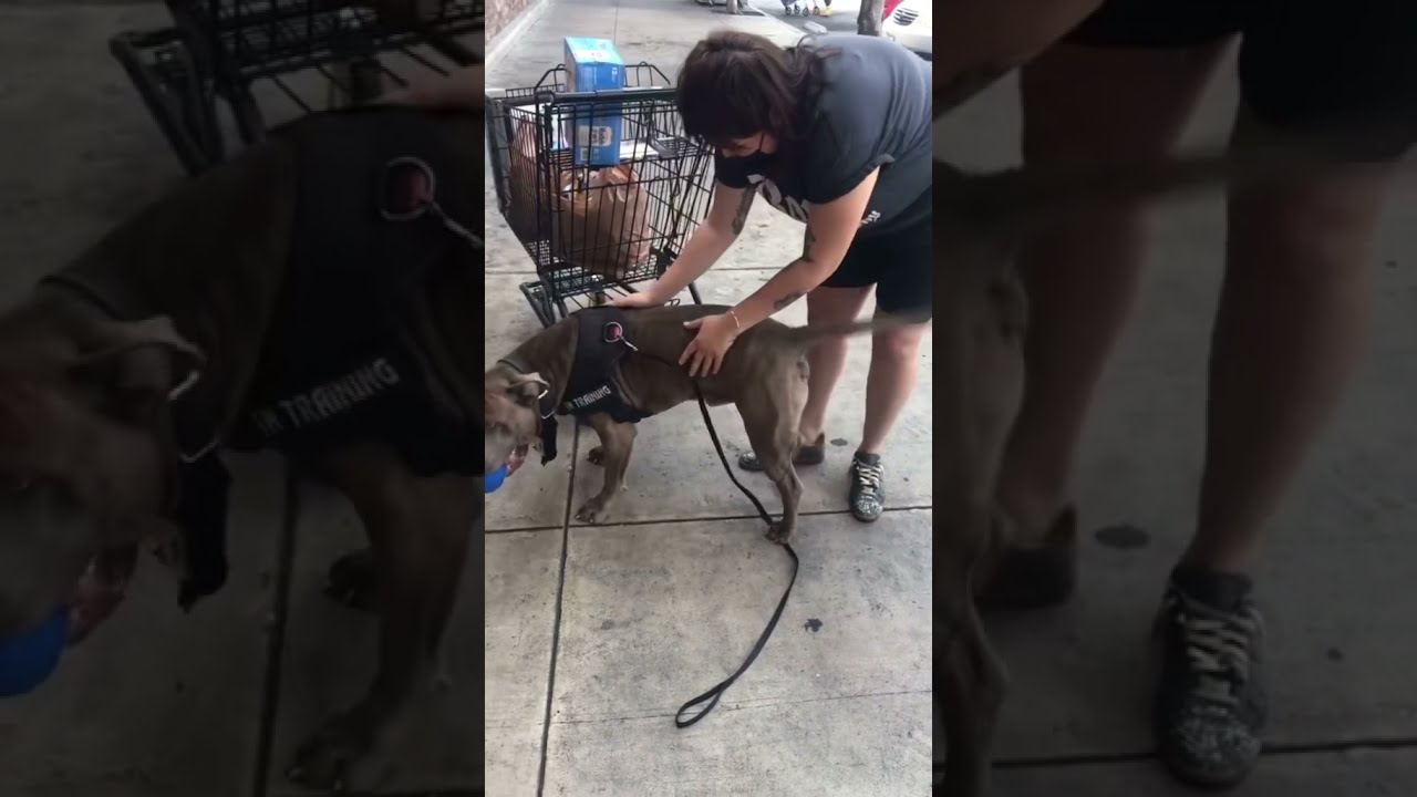 100 lb Bully Greets Grocery Shopper Who loves Bone Thugs And Harmony! 