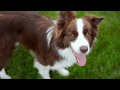 Border Collie Floyd & incredible frisbee tricks