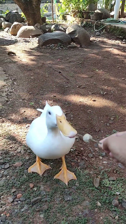 penthol apesial buat bebek #shortsvideo