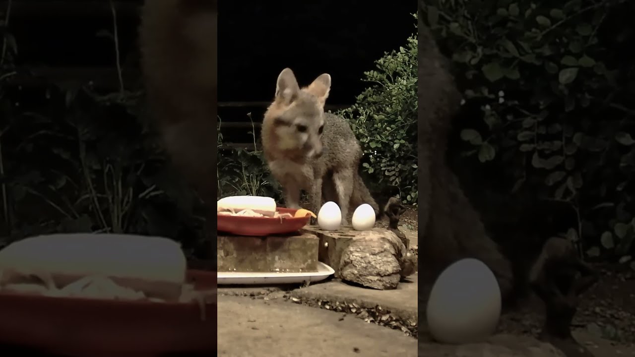 Gray Fox  Peanuts and Cheese Apr 25 2025