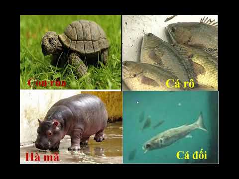 LTVC_TUẦN 26_LỚP 2_TỪ NGỮ VỀ SÔNG BIỂN-DẤU PHẨY