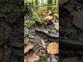 POV: You Are a Millipede Crawling Through the Soil”#POV #Millipede #InsectPOV #MicroCamera