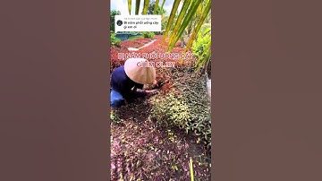 Công dụng cây thuốc dòi kết hợp nước dừa #shorts #thanhdongvlog