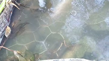 câu cá bống dừa không cần lưỡi câu lên cá liên tục