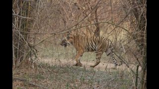 Babli Tigress sub adult cub Sarfaraz Photography .