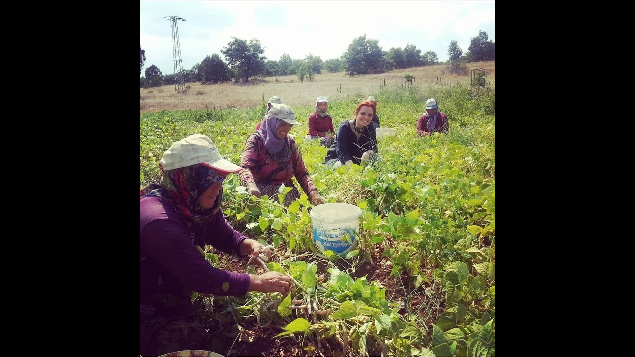 200 YILLIK ATA TOHUMUYLA FASULYE ÜRETİMİ-1 BÖLÜM YENİ