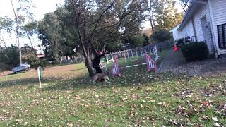 Agility Nation Back Yardin Sequence 1-2 with Jäger