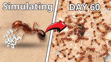 Simulating an Ant Colony for 60 Days 🐜 ANTTREK