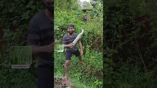 Snake Gourd Harvesting 🐍