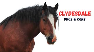 Clydesdale Horse Pros and Cons -  Clydesdale Horse Advantages and Disadvantages