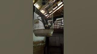 Ini baru cigun rasa kunti cocok untuk guru vokal