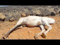 Un Camello Muerto Hizo Algo Inimaginable 😨